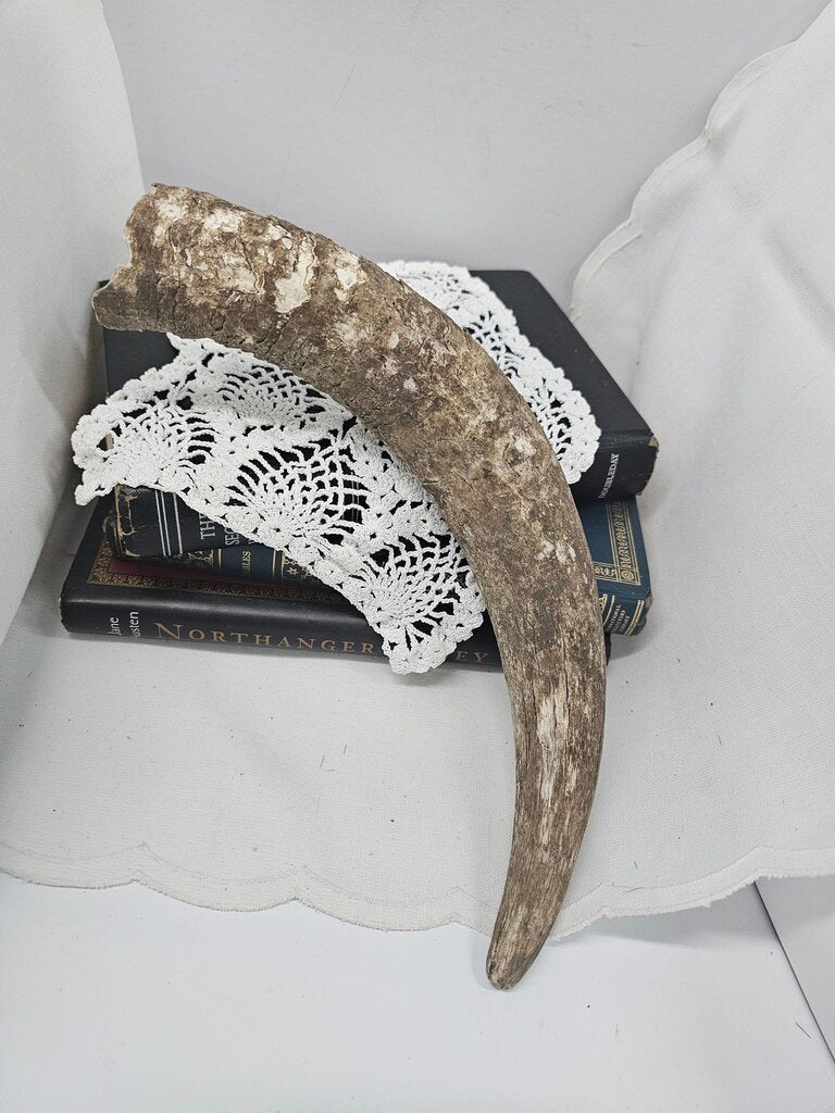 Decorative Animal Horn Texas Found Rustic Weathered Cow Horn