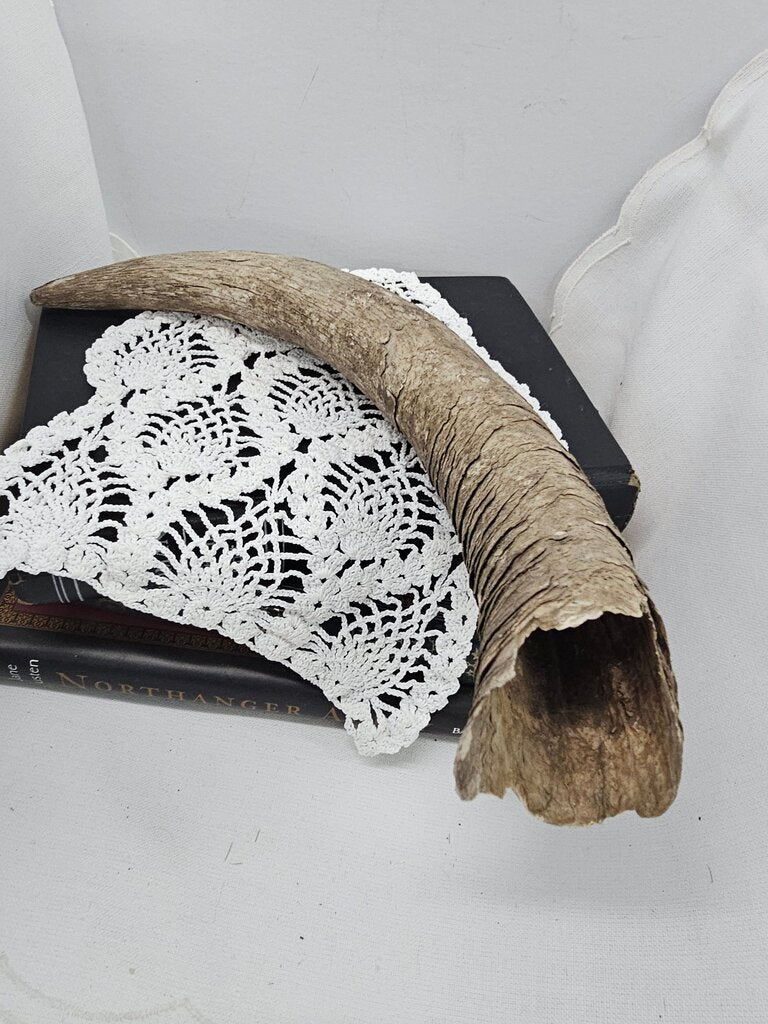 Decorative Animal Horn Texas Found Rustic Weathered Cow Horn