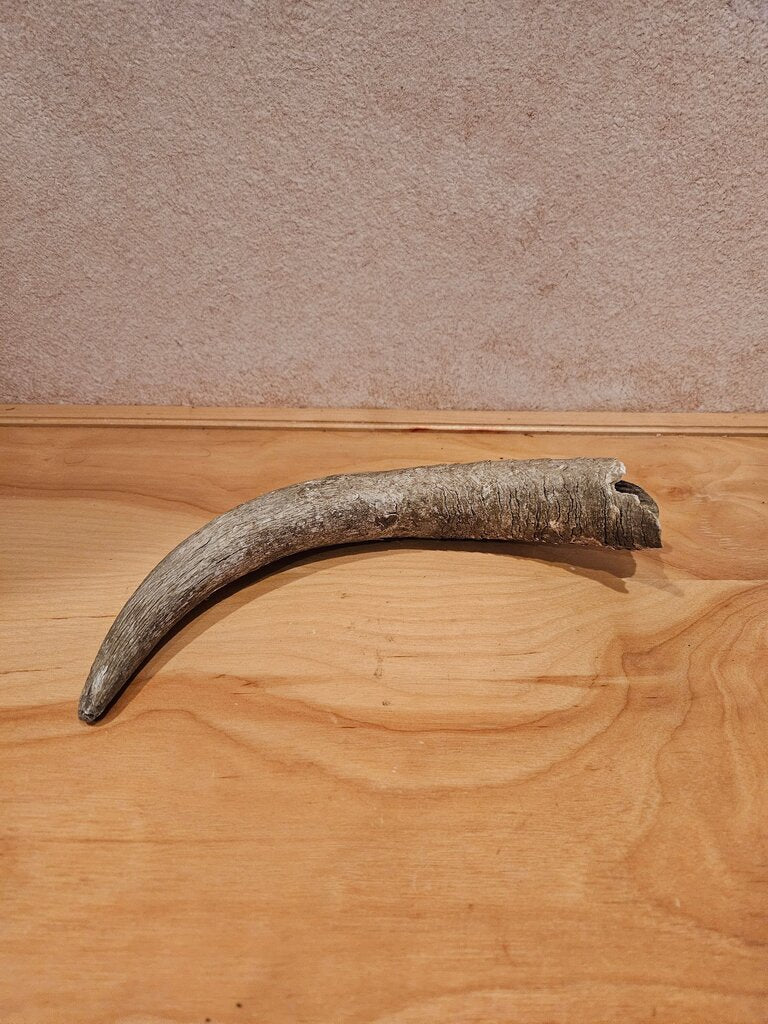 Decorative Antler Horn