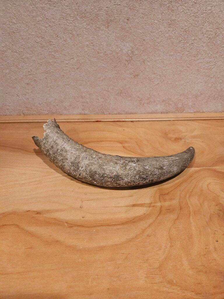 Decorative Antler Horn