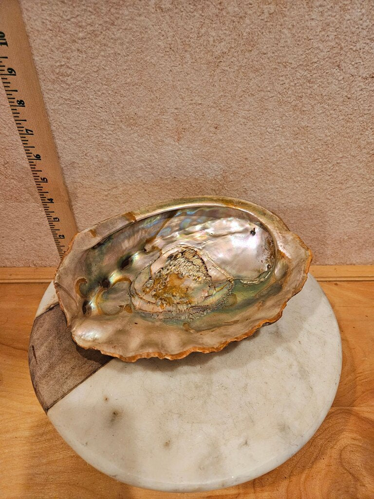 Vintage 60s California Red Abalone Shell Polished Large Iridescent Abalone Dish Beach House Nautical Seashell Bowl Beach House Coastal Grandmother Mother of Pearl Trinket Catchall Tray