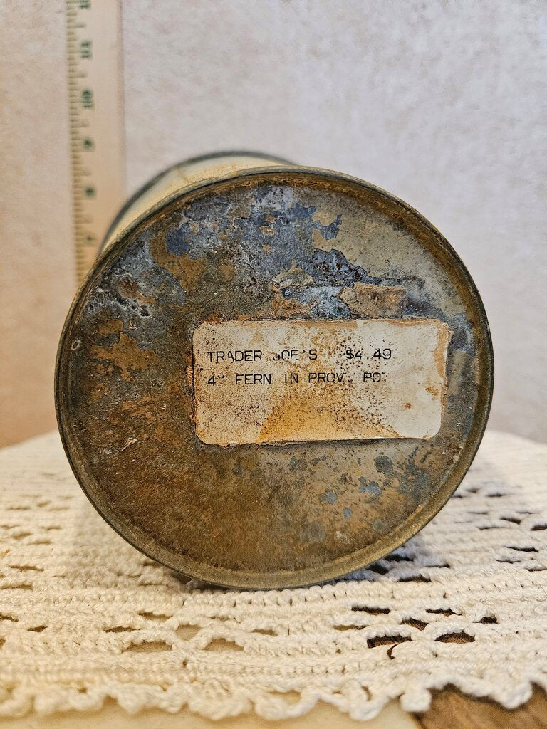 4-inch tin Fern in Decorative Pot