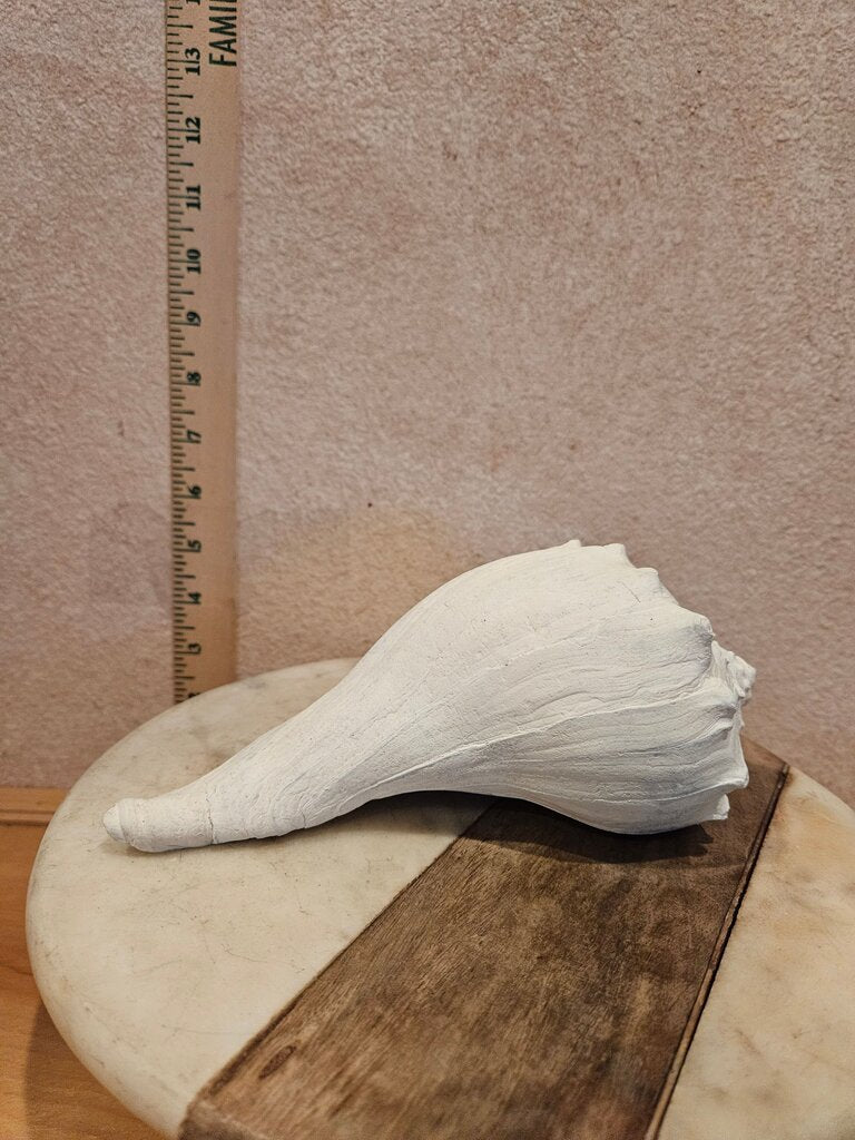 Natural White Pale Gray Whelk Conch Seashell Swirl Point Horn Seashell Ocean Beach Sea Decor Nautical Shell cottage decor