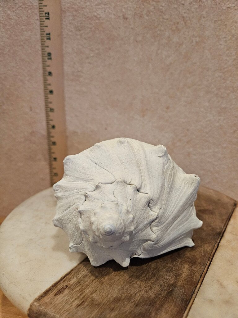 Natural White Pale Gray Whelk Conch Seashell Swirl Point Horn Seashell Ocean Beach Sea Decor Nautical Shell cottage decor