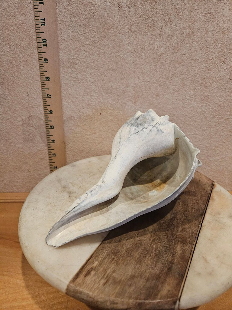 Natural White Pale Gray Whelk Conch Seashell Swirl Point Horn Seashell Ocean Beach Sea Decor Nautical Shell cottage decor
