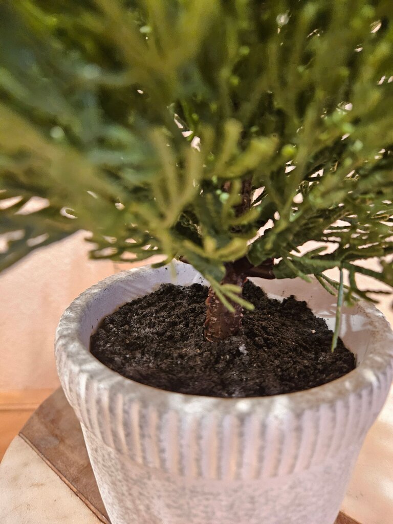 Small Potted Artificial Evergreen Plant