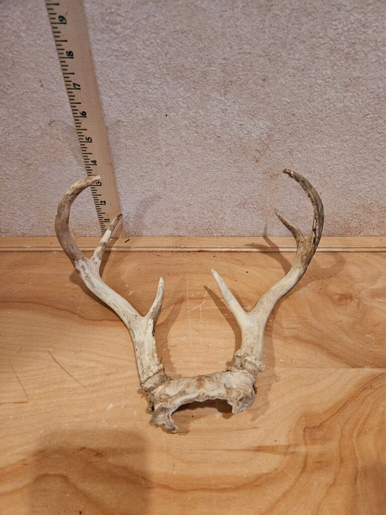 Natural Rustic 6 Point Whitetail Deer Antler Mount Cabincore Lodge Cabin Wall Decor Man Cave Sheds With Scalp Plate