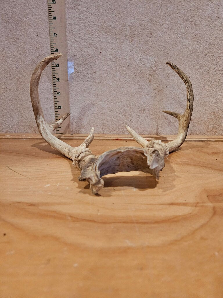 Natural Rustic 6 Point Whitetail Deer Antler Mount Cabincore Lodge Cabin Wall Decor Man Cave Sheds With Scalp Plate