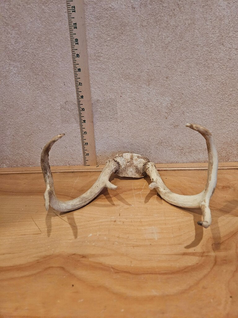 Natural Rustic 6 Point Whitetail Deer Antler Mount Cabincore Lodge Cabin Wall Decor Man Cave Sheds With Scalp Plate